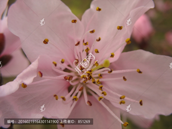 桃花花蕊