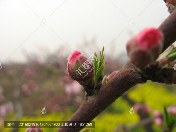 桃花花蕾