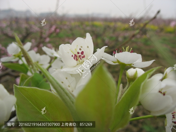 梨花