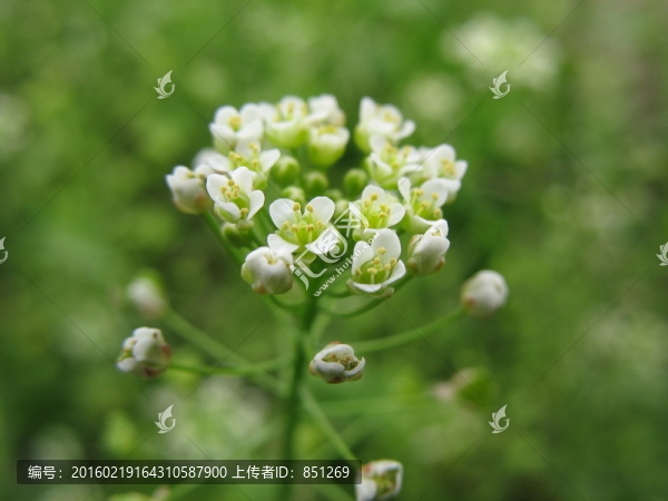 薺菜花