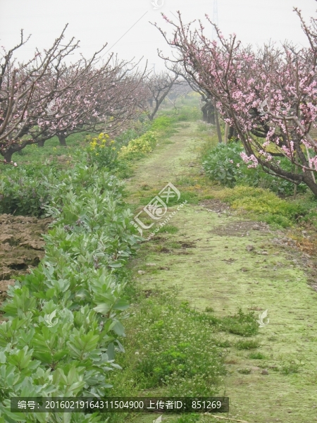 田間小徑