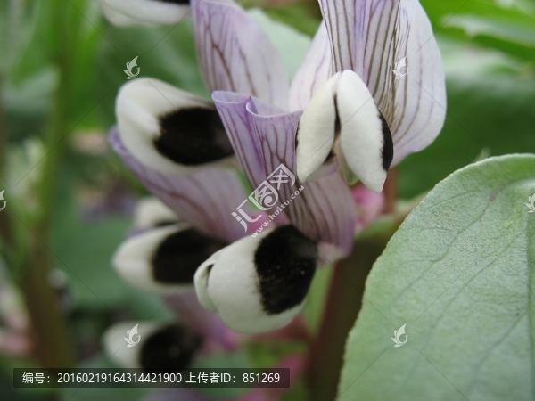蠶豆花