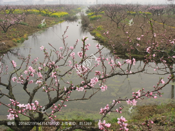 小河與桃花