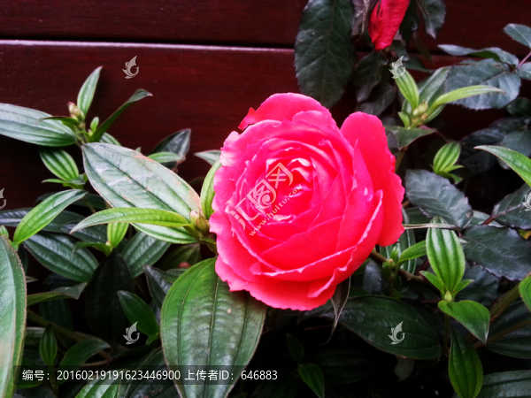 鮮花-匯圖網(wǎng) www.fosd68.com 鮮花