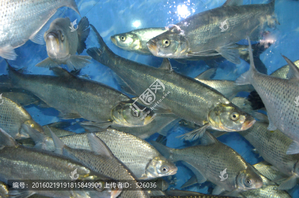 翹嘴魚