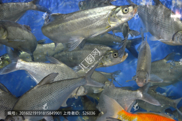 翹嘴刁-匯圖網(wǎng) www.fosd68.com 翹嘴刁