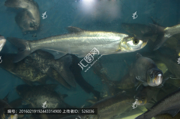 激浪魚(yú)