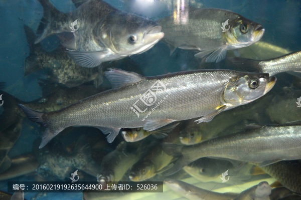 翹嘴魚