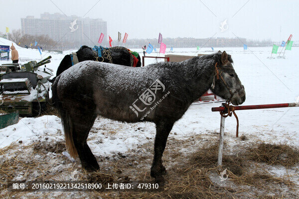 冰雪,草原,駿馬,馬,游樂場