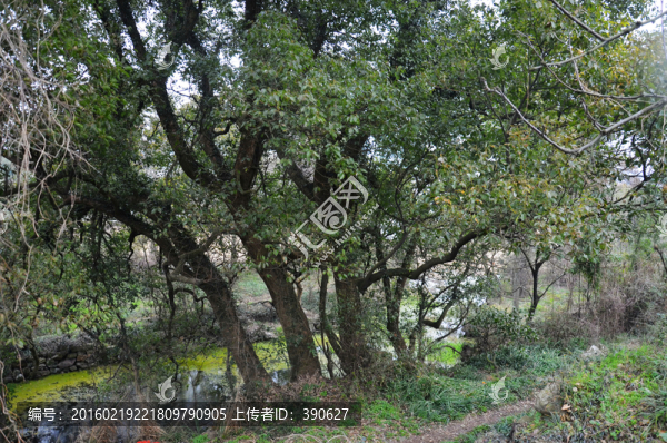 老樹-匯圖網(wǎng) www.fosd68.com 老樹