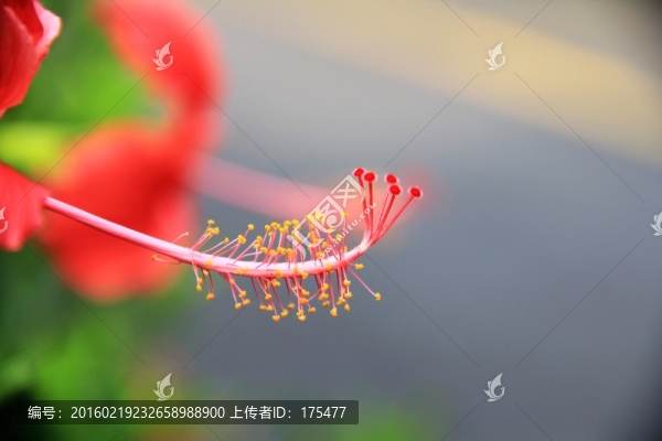 大紅花