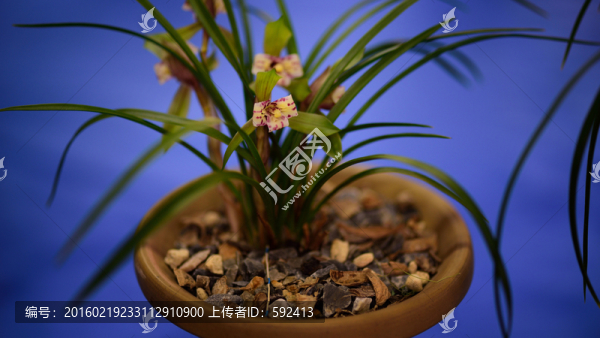 美麗的蘭花遠(yuǎn)看
