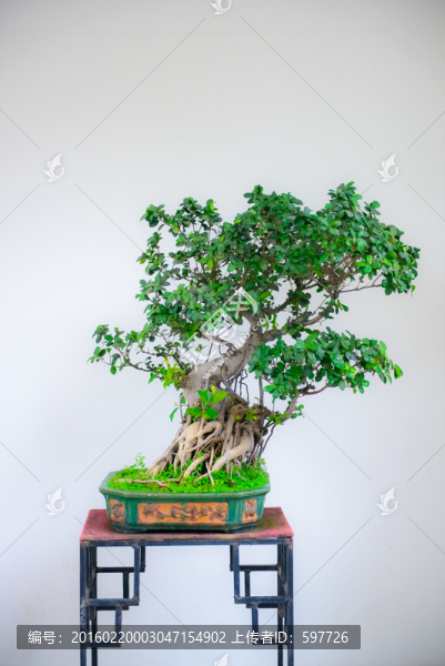 盆景樹(shù)