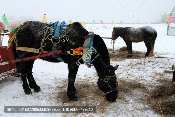 冰雪,草原,駿馬