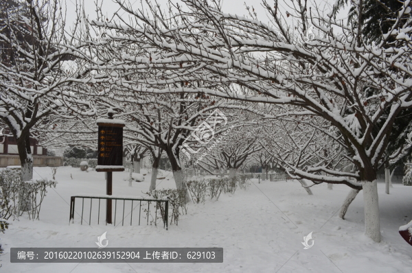 櫻林雪景