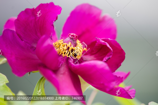 牡丹花