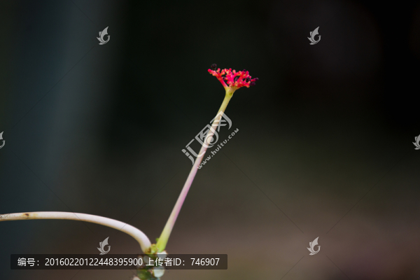 花草小品