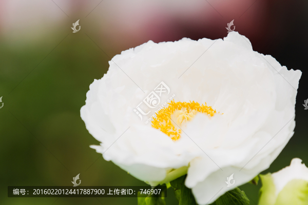 牡丹花