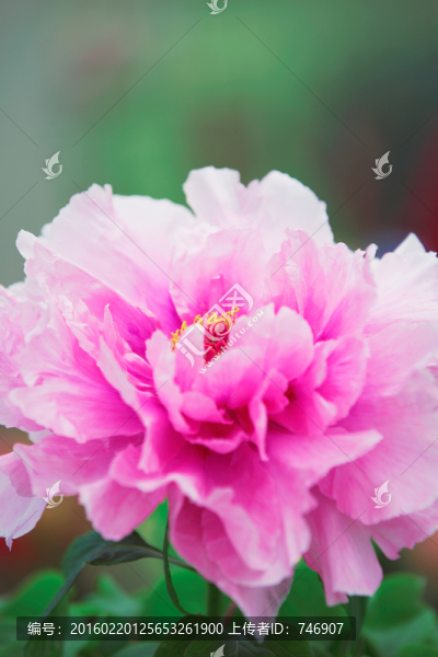 牡丹花