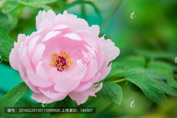 牡丹花