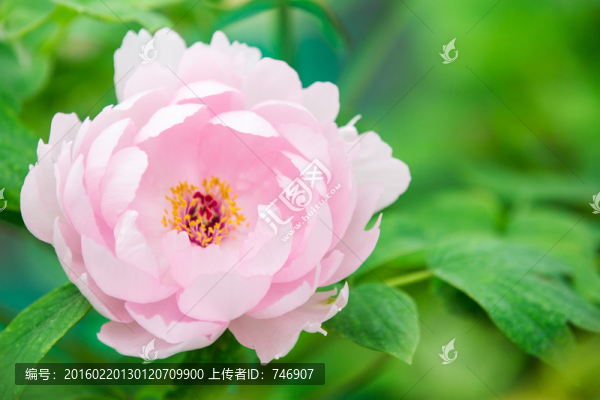 牡丹花