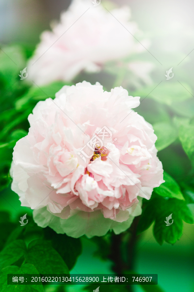 牡丹花