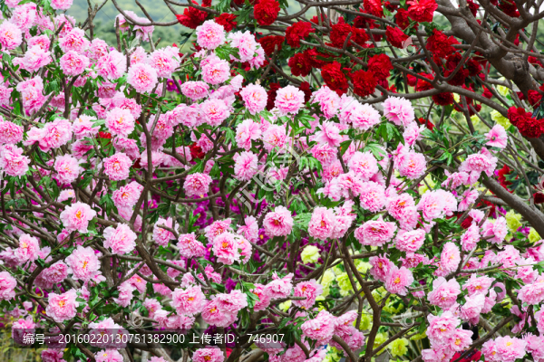 花滿枝頭
