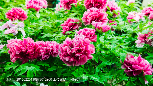 牡丹花