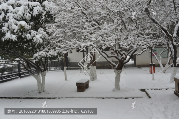 雪中樹