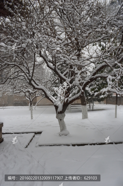 雪中樹