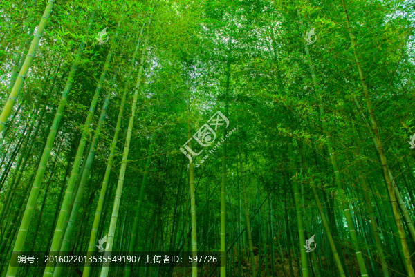青竹林