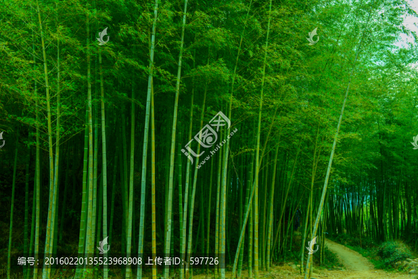 竹林小路