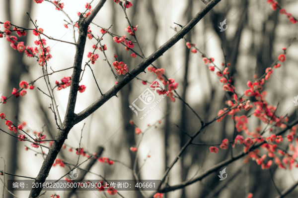 水墨風(fēng)紅梅
