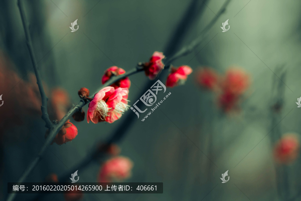 紅梅