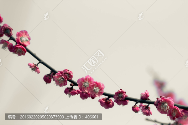 紅梅