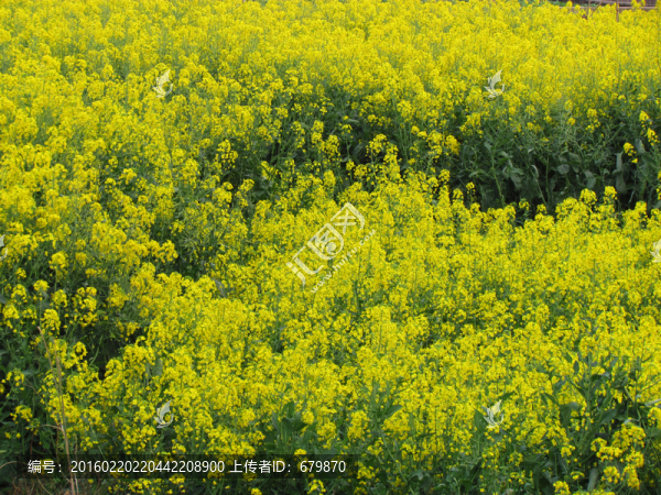 油菜花