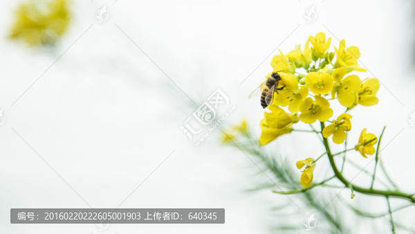 蜜蜂