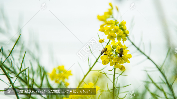 蜜蜂