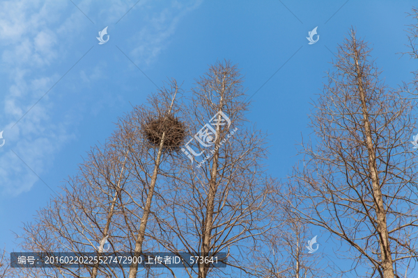 鳥窩