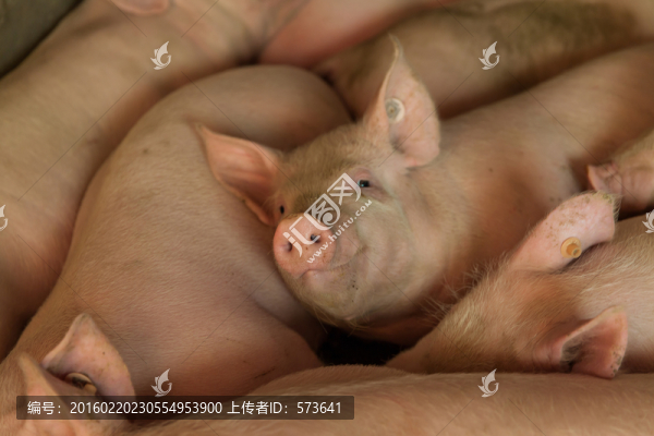 養(yǎng)豬場(chǎng)
