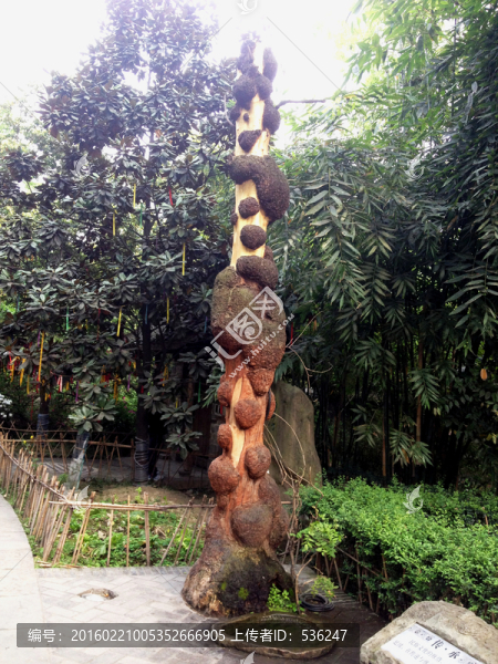 面包樹(shù),菠蘿樹(shù)