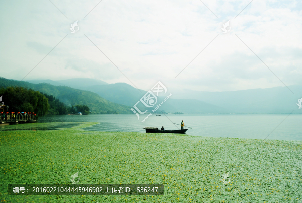 邛海風(fēng)光,荷塘睡蓮