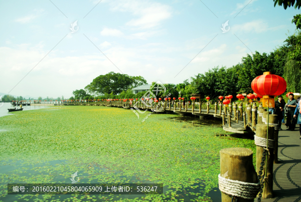 四川西昌邛海綠色睡蓮