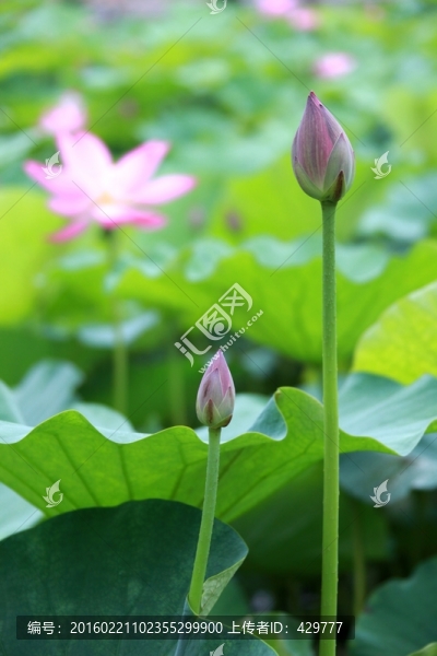 荷花,,荷花池,,荷花園