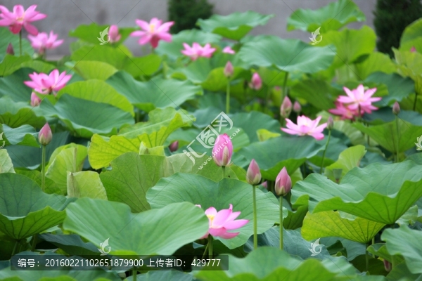 荷花池,,荷花園