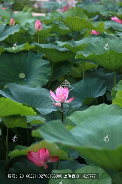 荷花池