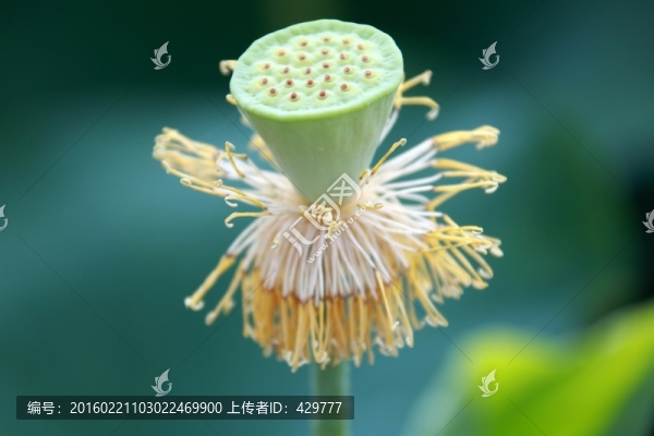 蓮蓬