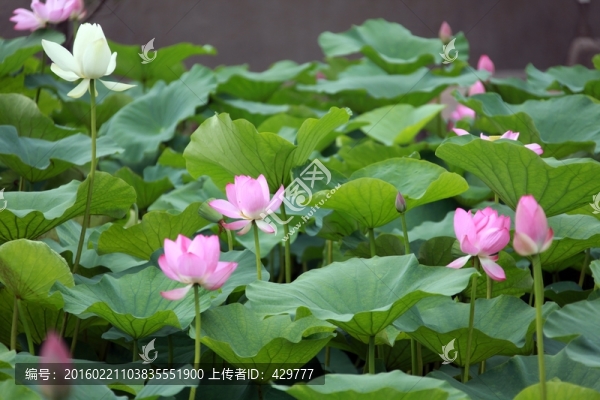 荷花池,,荷花