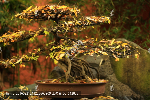 盆景