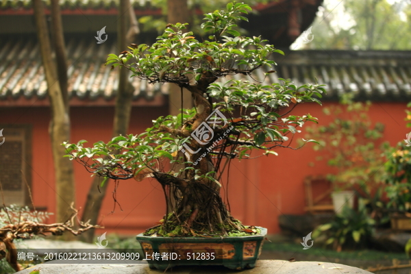 盆景